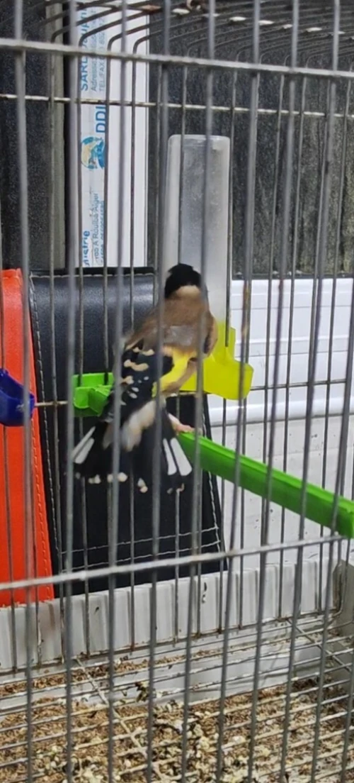 Chardonneret coupleur canaris