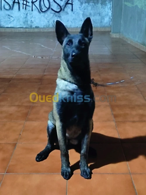 Malinois CR