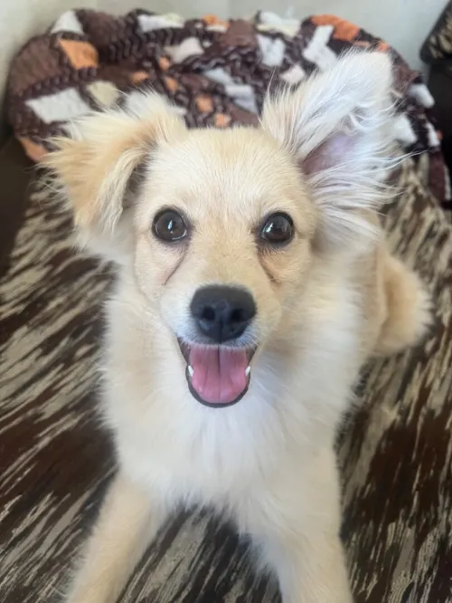 Chien spitz 