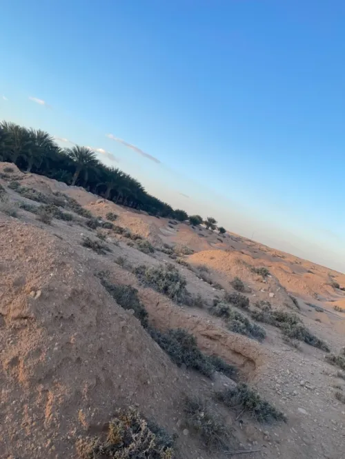 Vente Terrain Biskra El ghrous