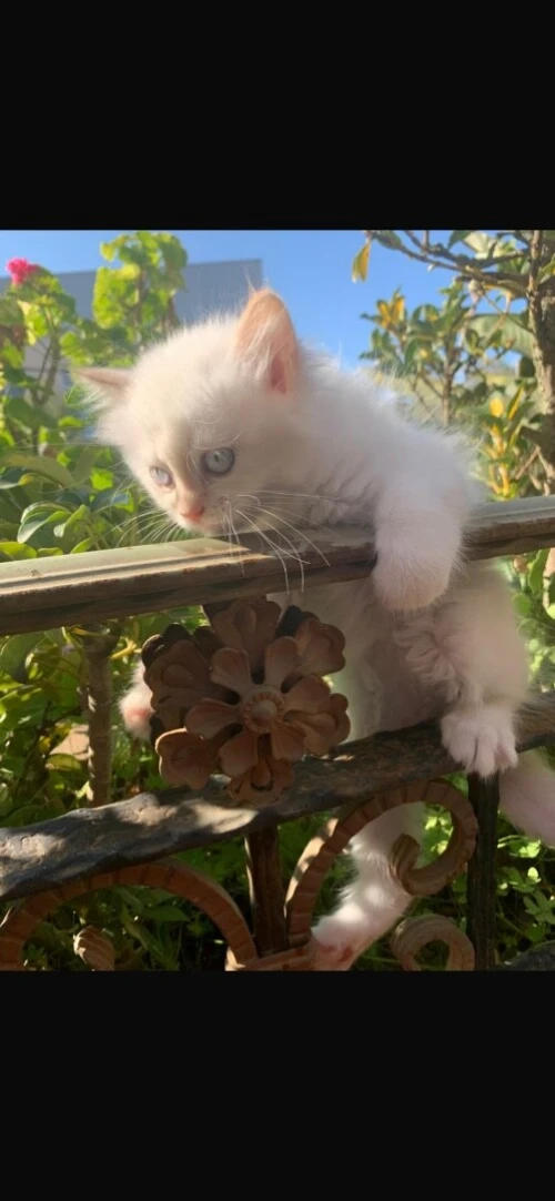 Chaton de race