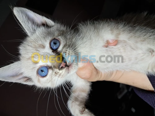 Chat demi siamois yeux bleu