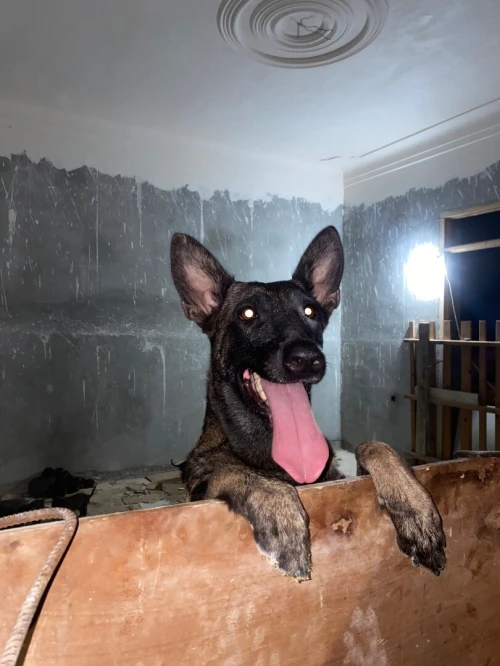 Chiot malinois top de top