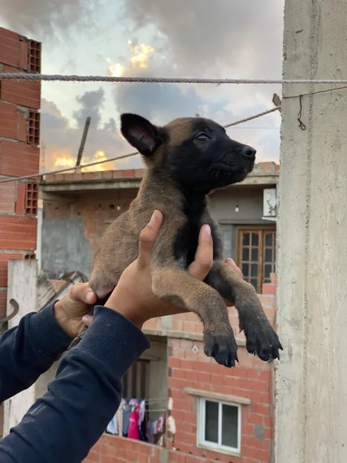 Chiot malinois top de top