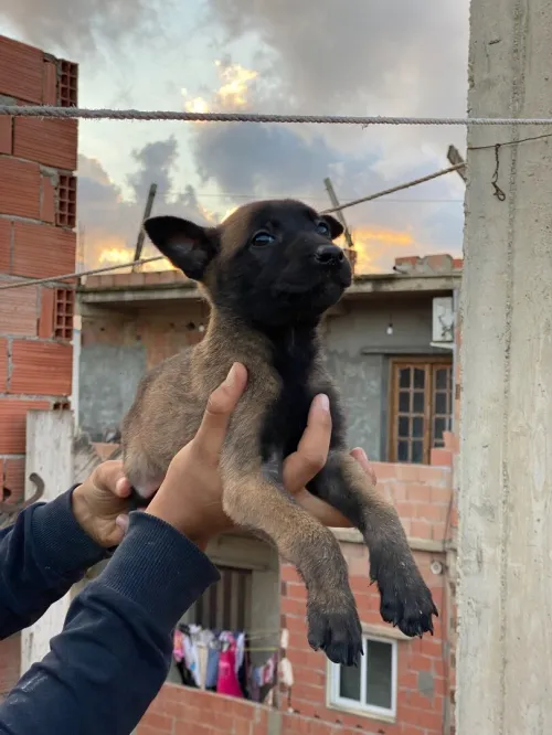 Chiot malinois top de top