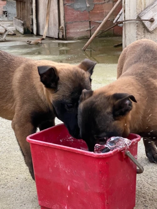 Chiot malinois top de top