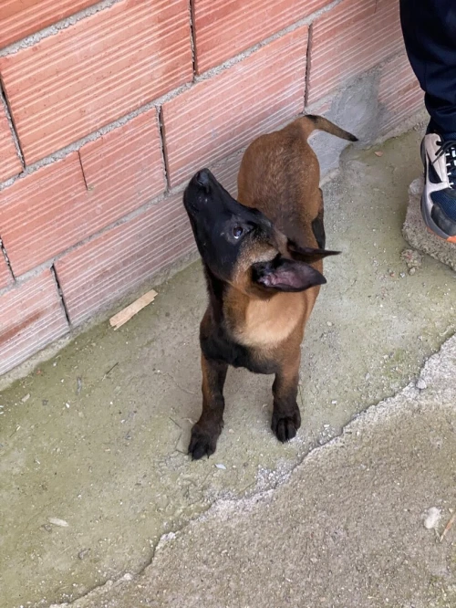 Chiot malinois top de top