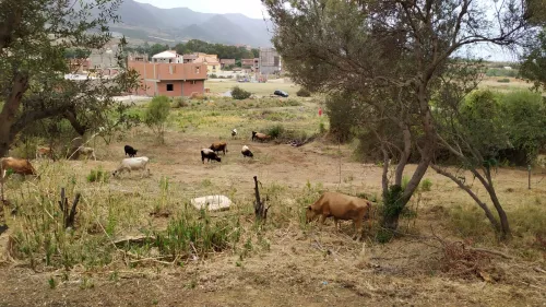 Vente Terrain Jijel El aouana