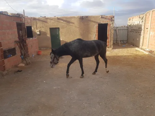 فرس عودا