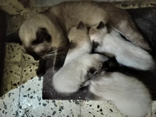 Chatons siamois pure race