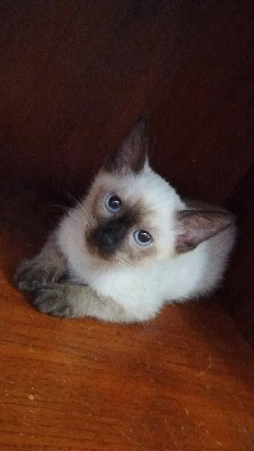 Adorable petit Chaton siamois 