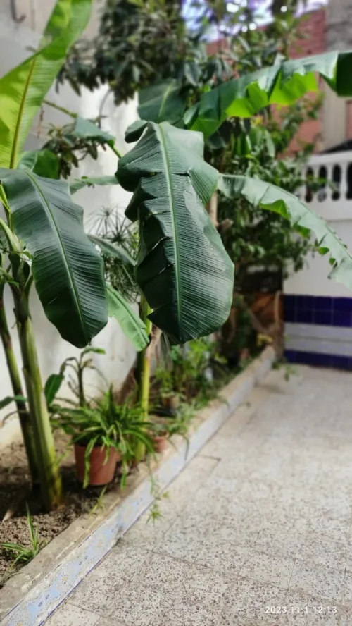 Vente Villa Aïn Defla Khemis miliana