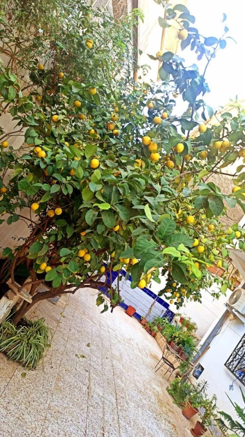 Vente Villa Aïn Defla Khemis miliana