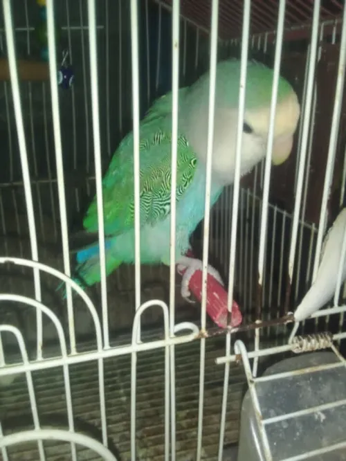 oiseau inseparable