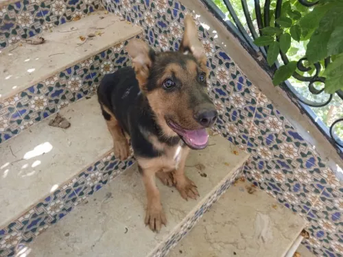 CHIOT MALE BERGER ALLEMEND INCLINE ROYAL 04 MOIS