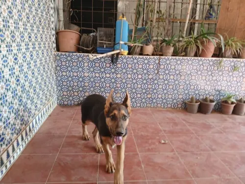 CHIOT MALE BERGER ALLEMEND INCLINE ROYAL 04 MOIS