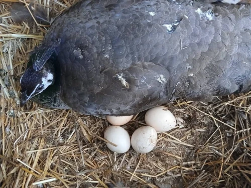 Paon bleue males et femelles