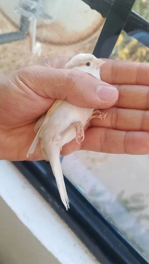 Femelle Canari jaspe