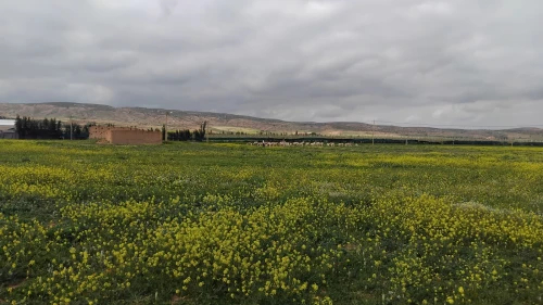 Vente Terrain Agricole Sidi bel abbes Sfissef