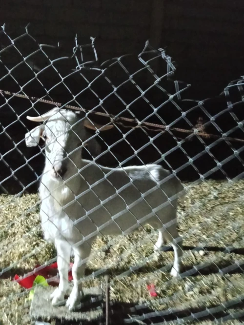 Vente d'un bouc