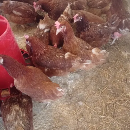 Poules pondeuses