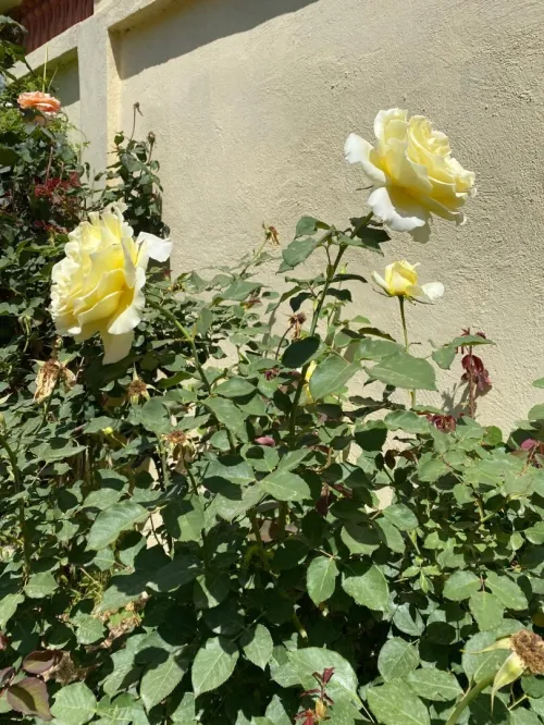 Vente Villa Blida Larbaa