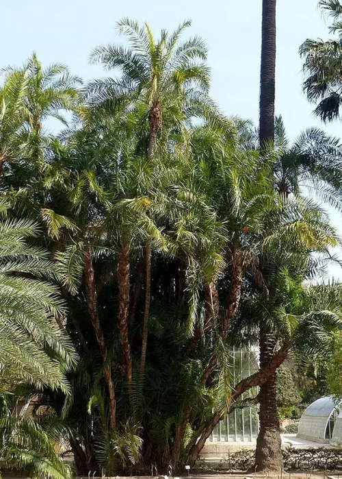 100 Graines de palmier phoenix reclinata