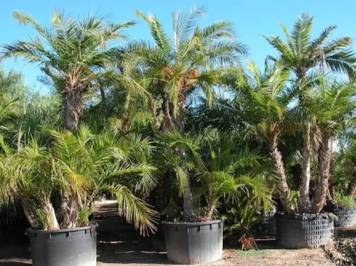 100 Graines de palmier phoenix reclinata