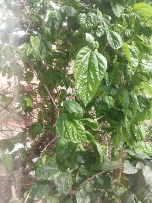 Vente Villa Alger Bordj el kiffan