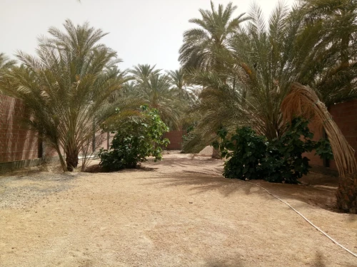Vente Hangar - Usine Biskra Biskra