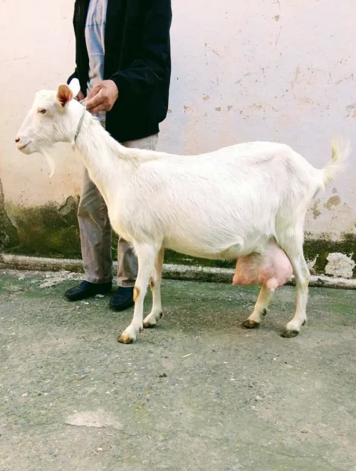Chevre saanen معزة سانين