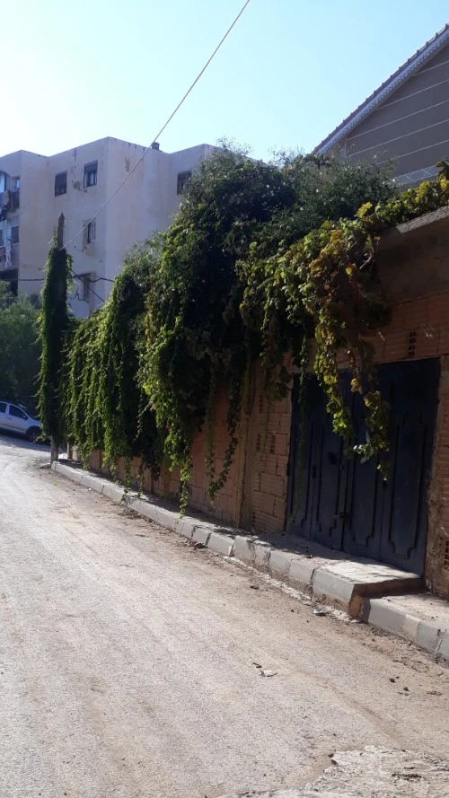 Location Local Tipaza Cherchell
