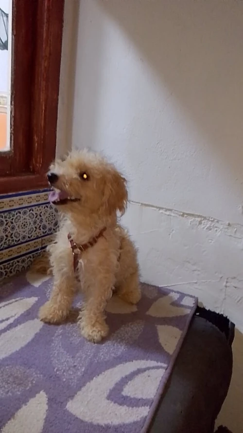 Chienne caniche Pure Race 