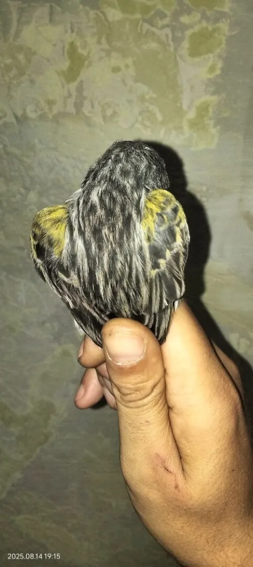 Canari (agat onyx)