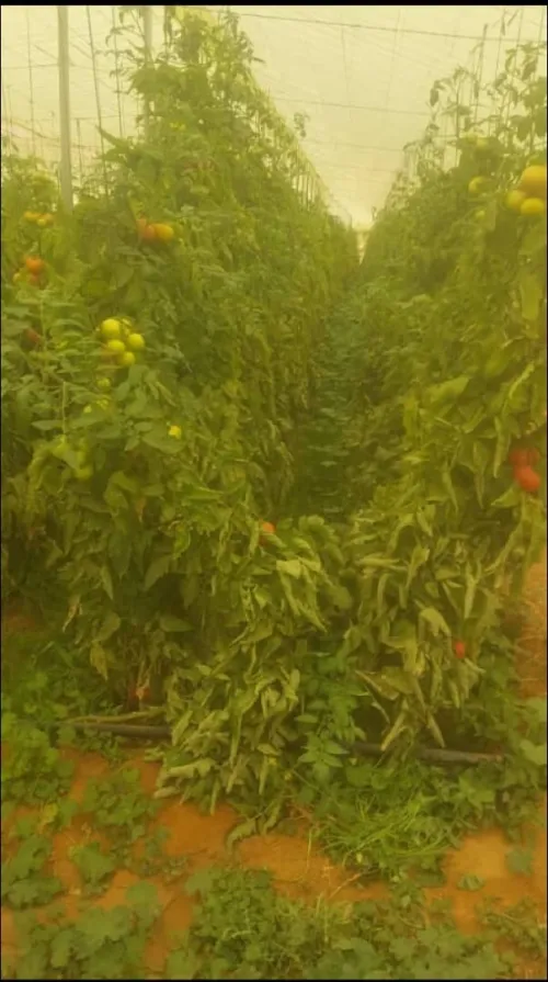 Vente Terrain Agricole Biskra Sidi okba