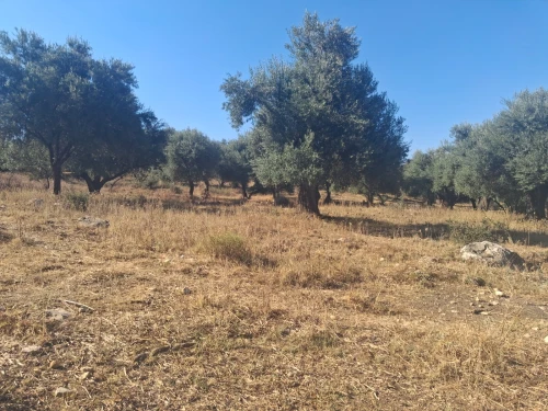 Vente Terrain Tizi Ouzou Agouni gueghrane