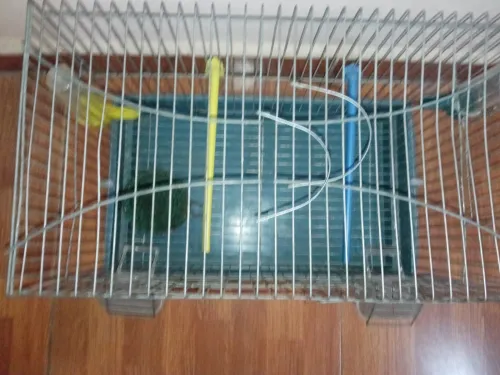 Cage de oiseaux 