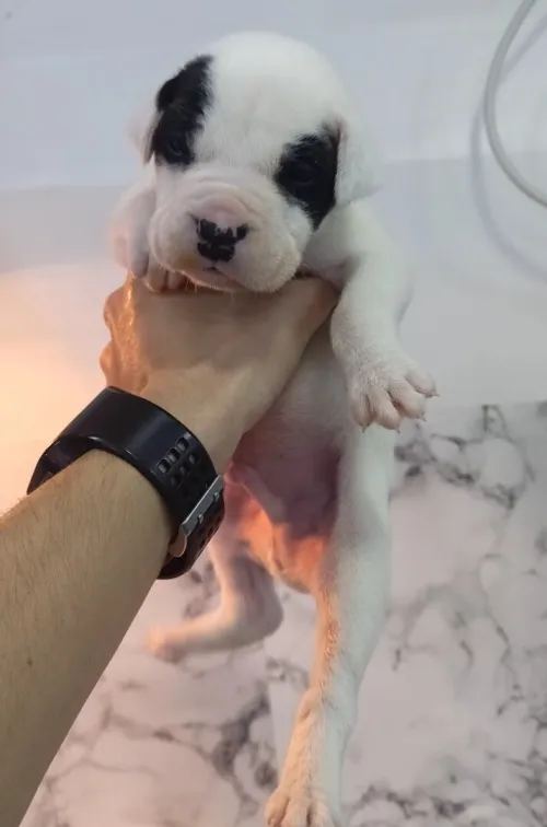 Mal dog argentin pure race