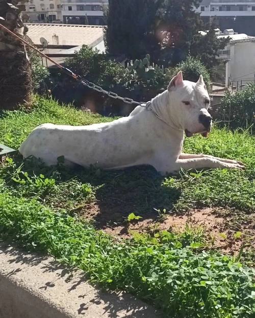 Femelle dog argentin