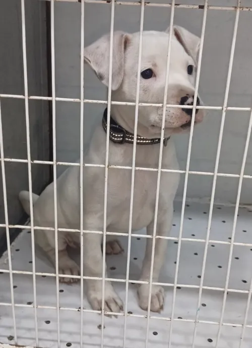 Chiot dog argentin mal