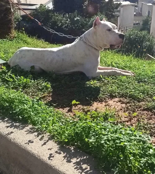 Femelle dog argentin