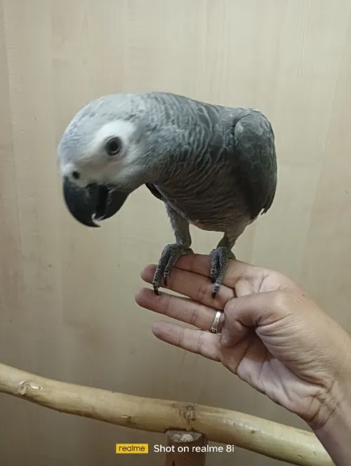 Perroquet 