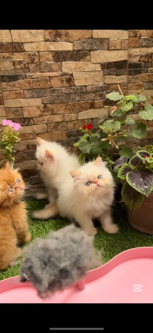 Chats persan red point picky face