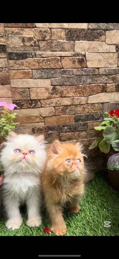 Chats persan red point picky face