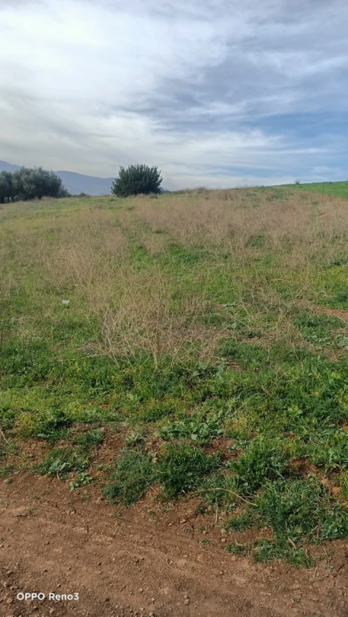 Vente Terrain Béjaïa Bejaia
