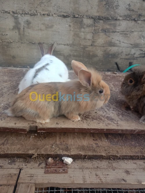 أرانب للبيع كل الاعمار