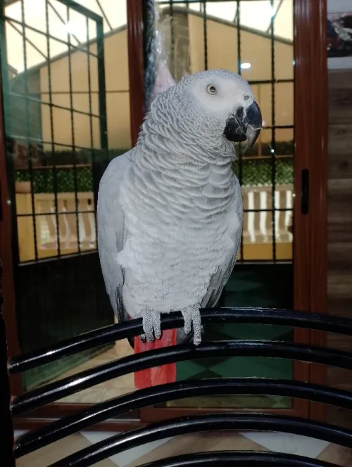 Perroquet gris de Gabon