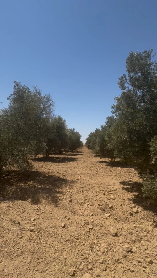 Vente Terrain Agricole Mascara Sig