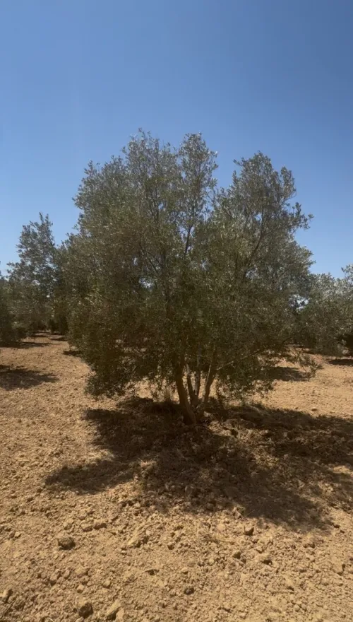 Vente Terrain Agricole Mascara Sig