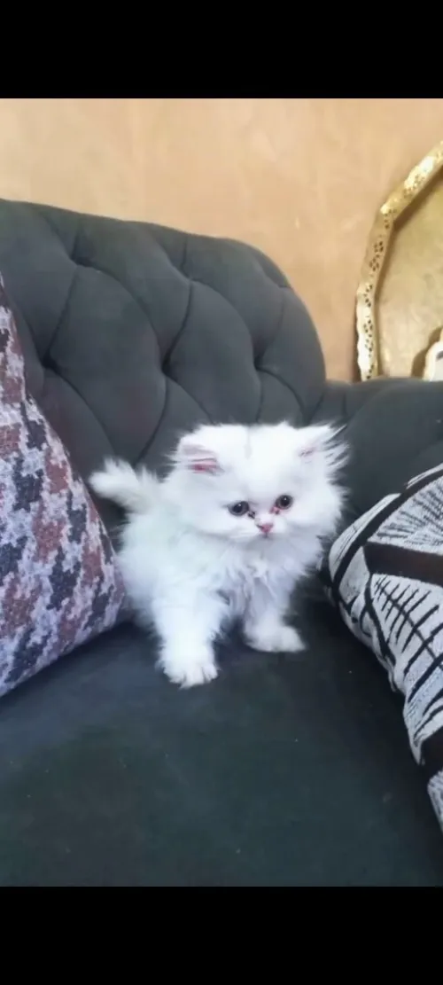 Staouali
